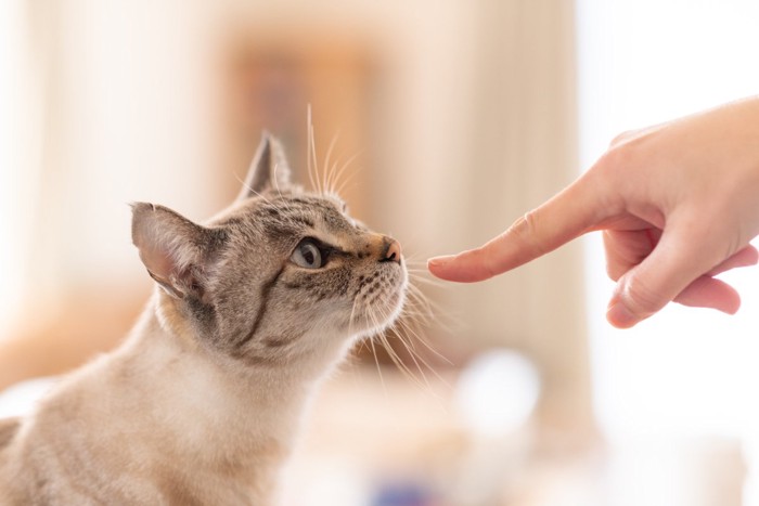 指先を嗅ぐ猫