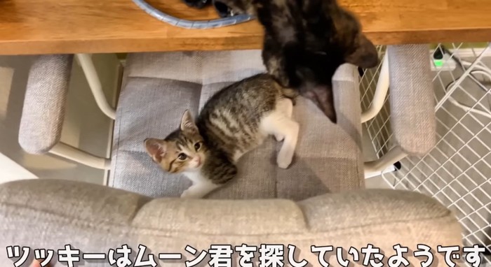 見上げる猫