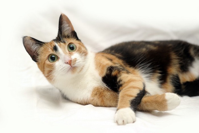 三毛猫