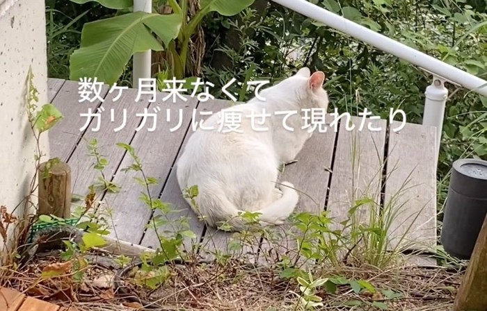 毛づくろいする猫の後ろ姿