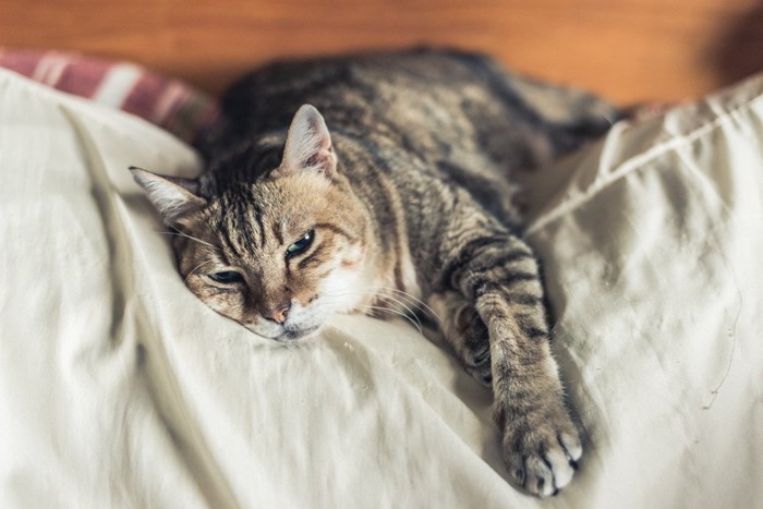 ぐったりした様子の猫