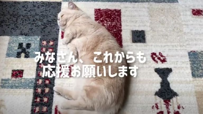 寝ている猫