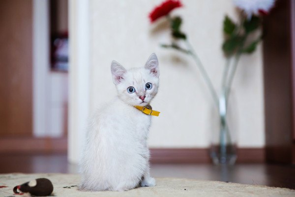 部屋の中で振り向く子猫