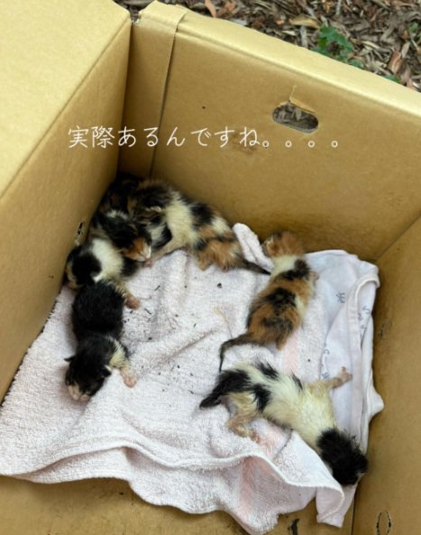 段ボールの中にいる子猫たち