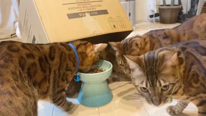 ご飯を食べる猫たち