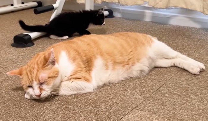 寝ている猫の後に黒い子猫