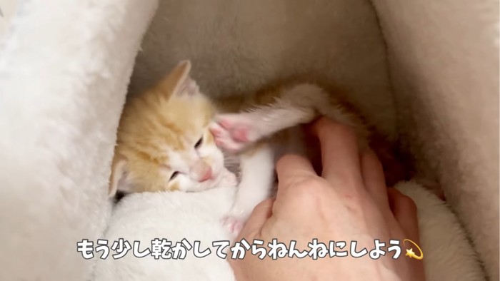 足をあげる子猫