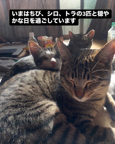 並ぶ3匹の子猫