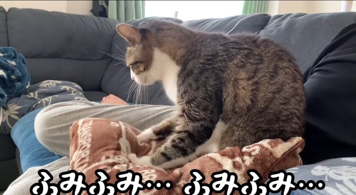 フミフミする猫