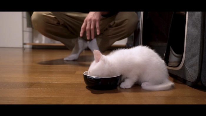 ミルクを飲む子猫