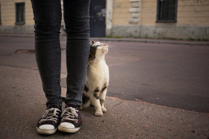 立っている人の足にスリスリする猫