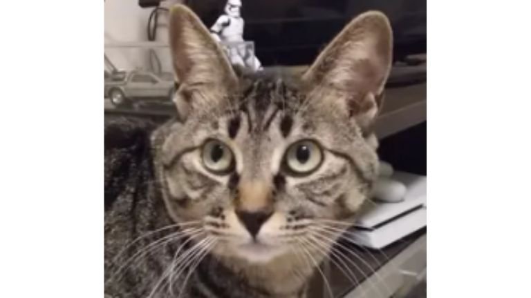 猫の顔