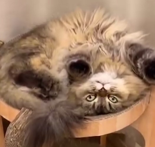 ベッド型爪研ぎからはみ出ないように体を丸めている猫