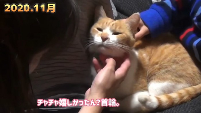 なでられる猫