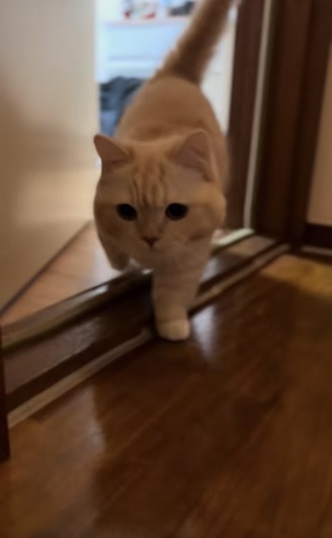 ドアから廊下に出てくる猫