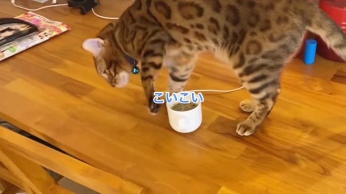 コーヒーに砂かけの仕草をする猫