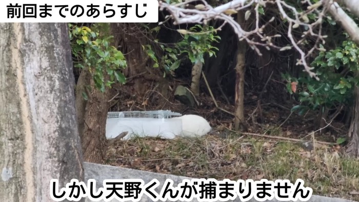 捕獲器をのぞく猫