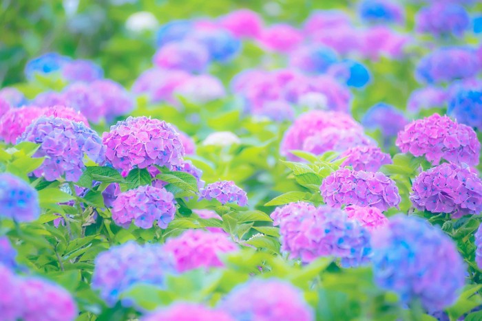 紫陽花