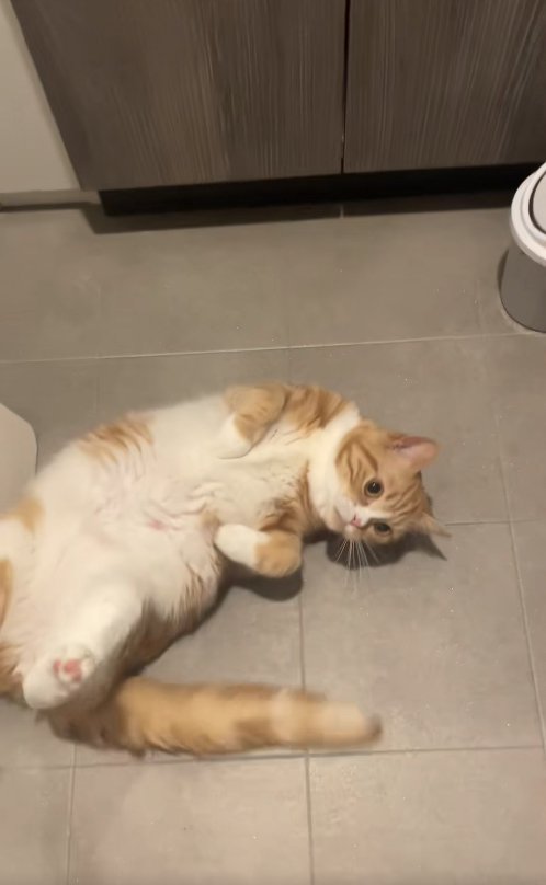 洗面所でひっくり返っている猫