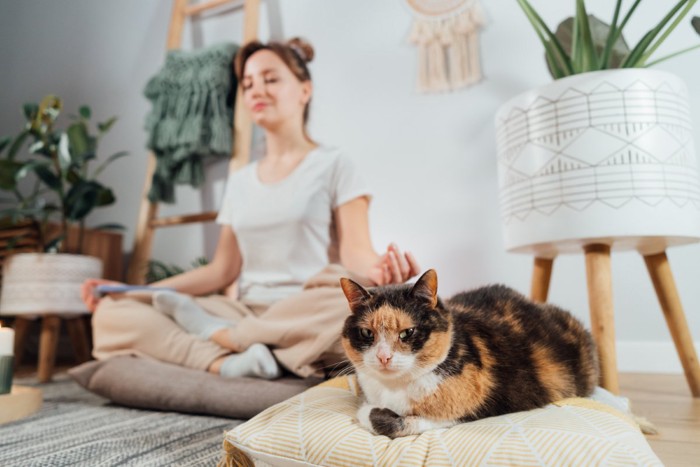 ヨガをする女性と猫