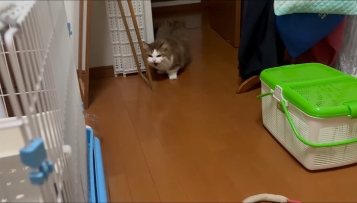 シャー
