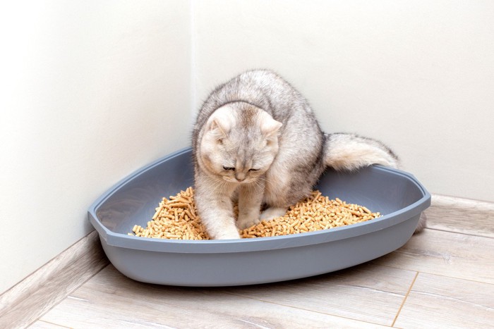 トイレに入っている猫