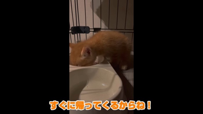 餌を食べる猫