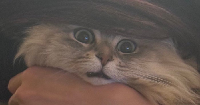 目を丸くする猫