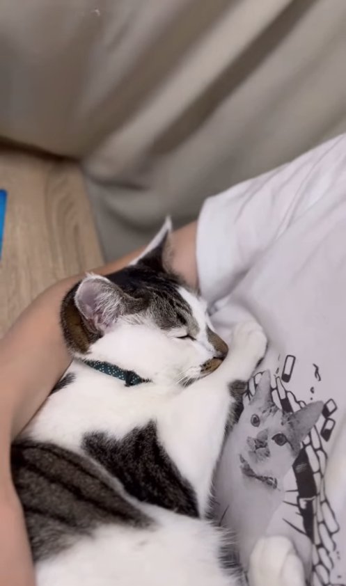 飼い主に抱っこされて寝ているキジ白