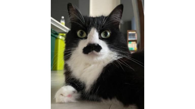 室内にいる猫