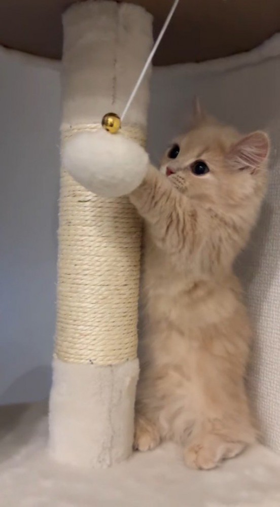 キャットタワーのボールを前足で叩く子猫