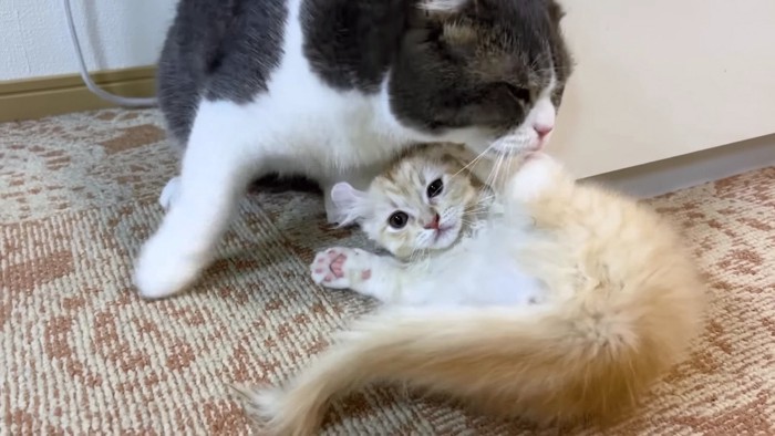 グレーハチワレとでんぐり子猫