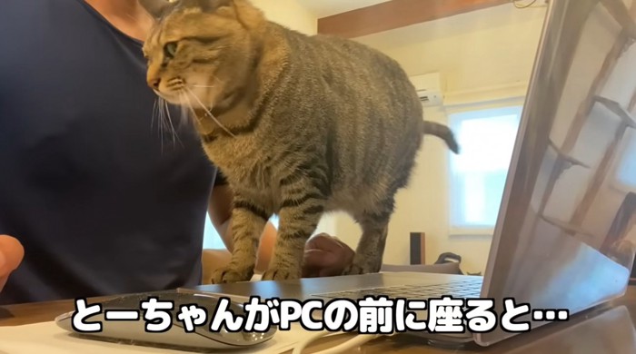パソコンをしている飼い主と目の前に立つ猫