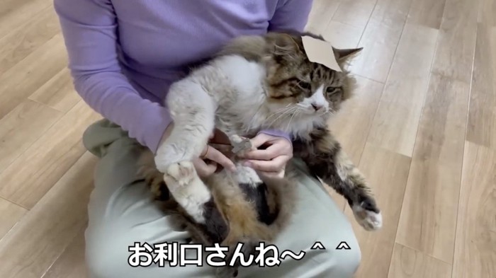 ガムテープをおでこに貼ったまま飼い主さんに抱かれる猫