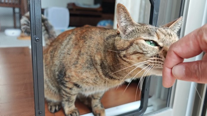 扉から出てきたりんちゃん