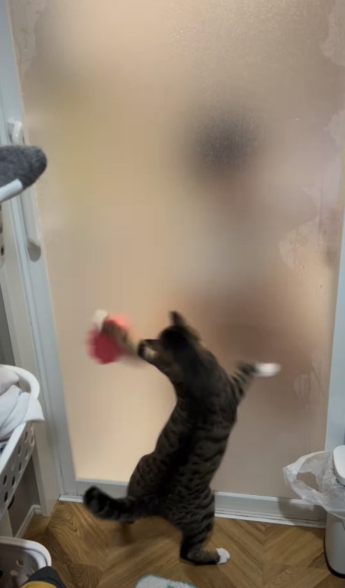 両前足を外側に開いてドア越しにスポンジに触っている猫