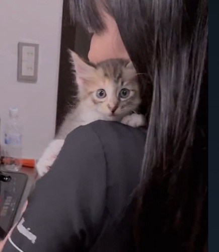 カメラ目線の猫ちゃん