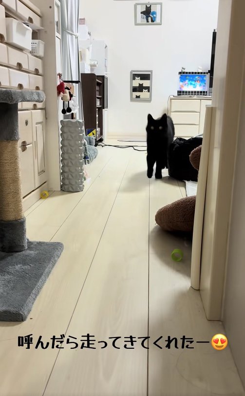リビングの奥からカメラに向かってくる猫(引き)