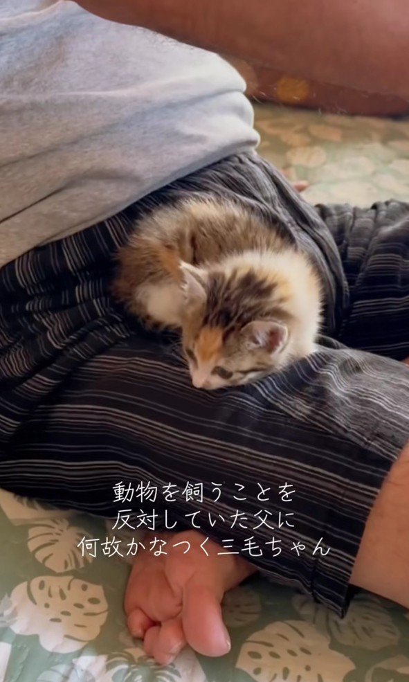 脚の上にのっている子猫