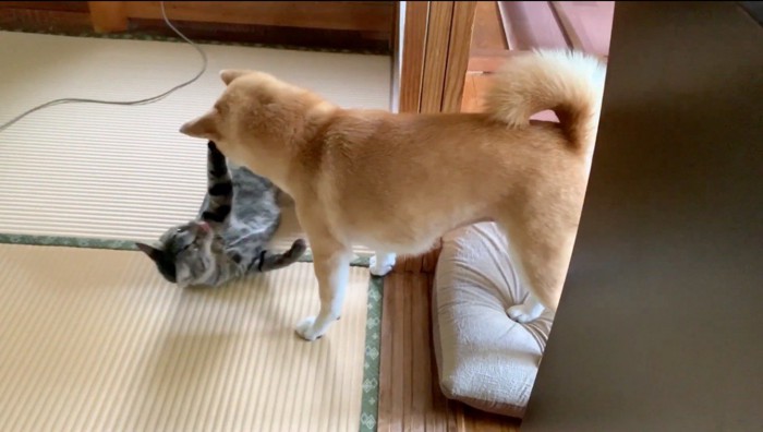 寝転がりながら柴犬にじゃれつくキジトラ猫