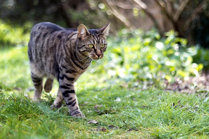 野外をパトロールするキジトラ猫