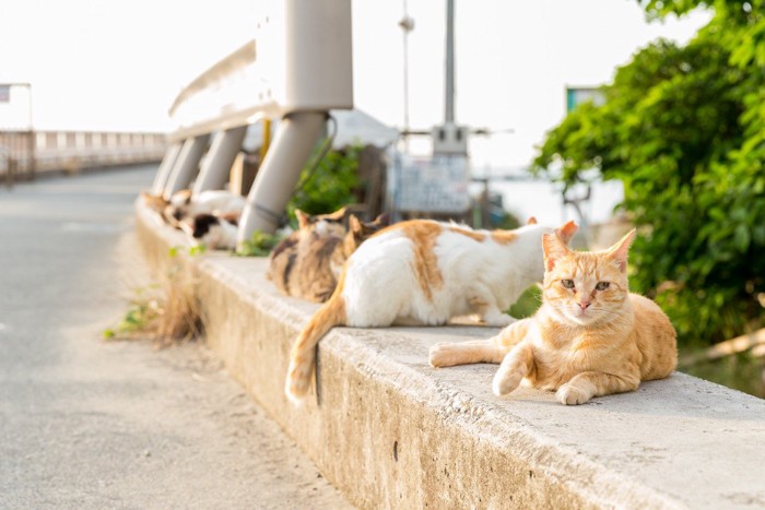 猫の集会