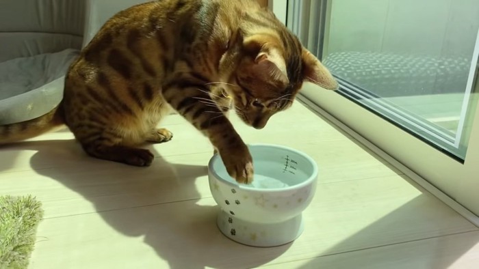 水を触る猫