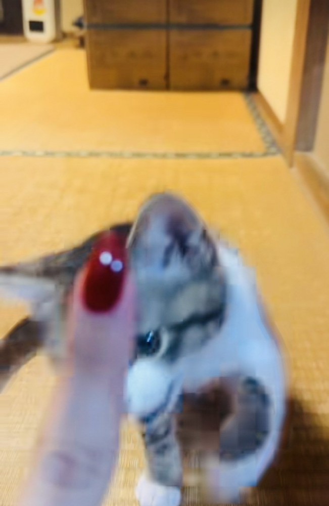 鳴きながらママのほうにくる子猫