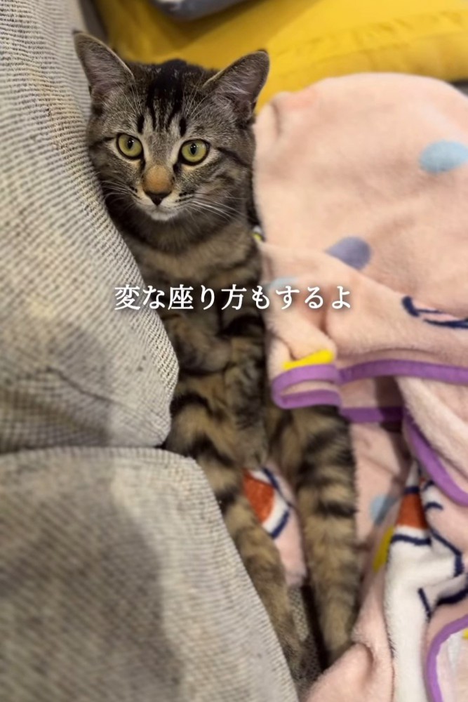 毛布の上に座る猫