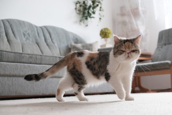 部屋に残されて寂しそうな猫