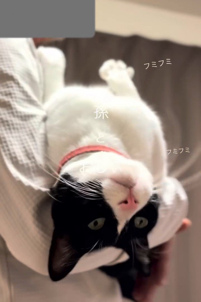 抱っこされ頭が落ちている猫