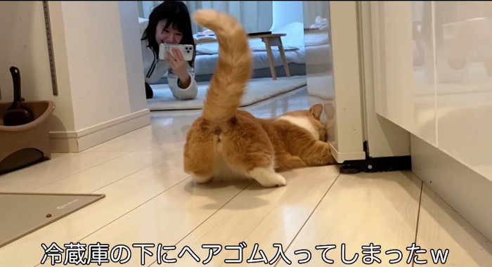 前足を伸ばす猫