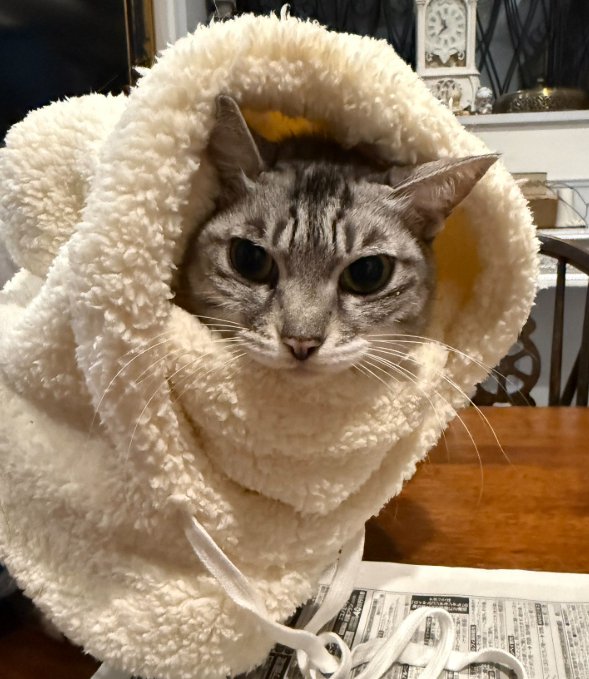 帽子をかぶってカメラ目線の猫