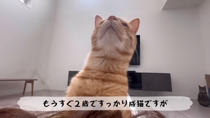 くっつく猫